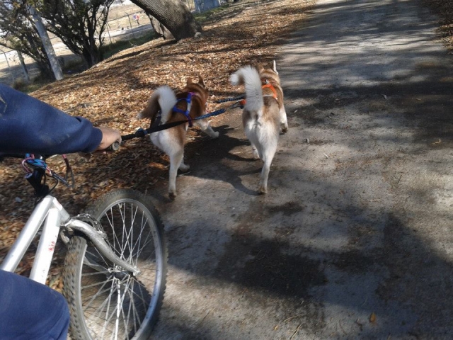  Lass uns mit dem Fahrrad fahren, sie helfen 